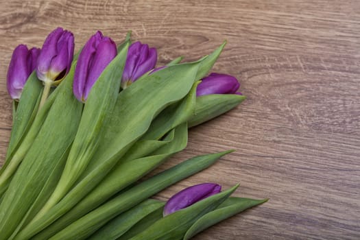 Violet tulips on a grey wooden background