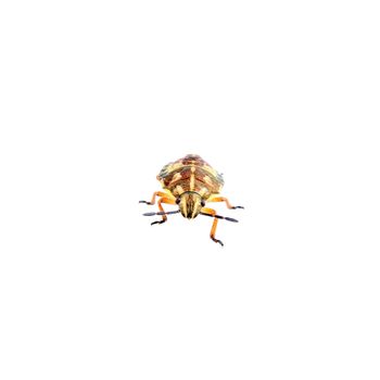 Brown shield bug isolated on a white background