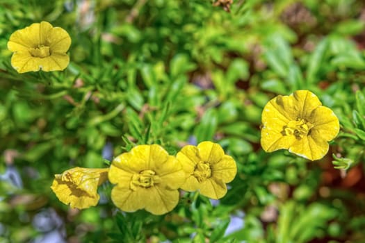 Yellow flowers on a blured green background