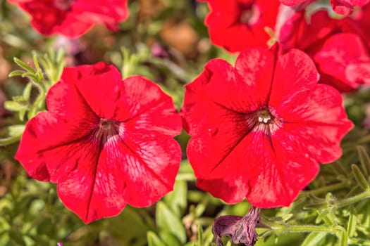 Red flowers on a blured green background