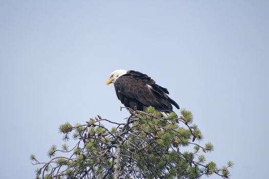 Bald eagle in Yellowstone National Park