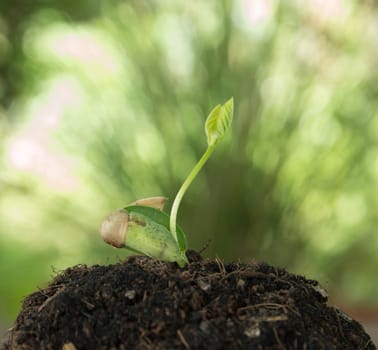 seeding growth as a business concept of success.