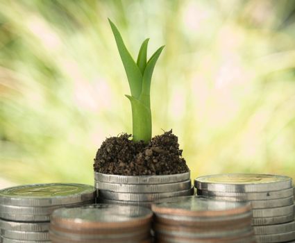 Trees growing on a pile of money Reflects business growth
