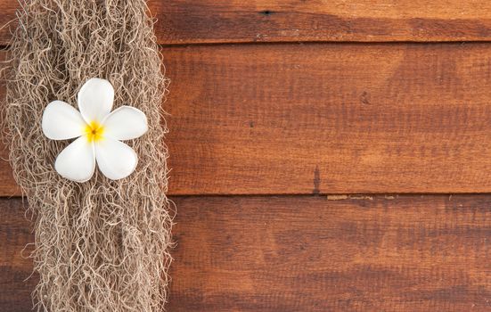 Frangipani flower on wood floor, design for background