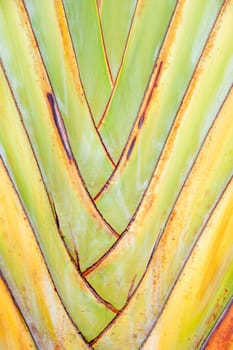 traveler's palm  pattern
