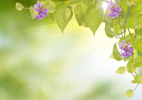 Abstract of bokeh and natural light of the summer season.