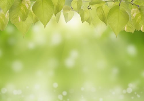 Abstract bokeh nature background.