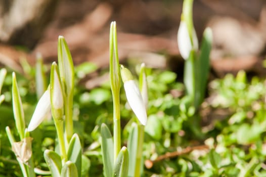 spring flower primrose, snowdrop bud blooming in the sun