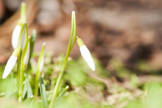 spring flower primrose, snowdrop bud blooming in the sun