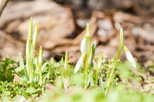 spring flower primrose, snowdrop bud blooming in the sun