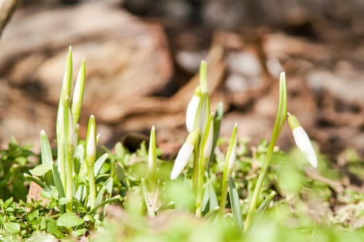 spring flower primrose, snowdrop bud blooming in the sun