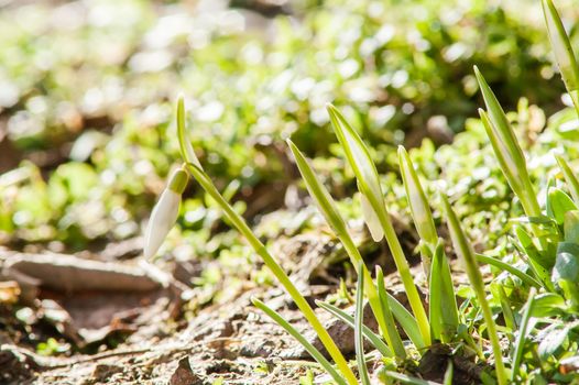 spring flower primrose, snowdrop bud blooming in the sun