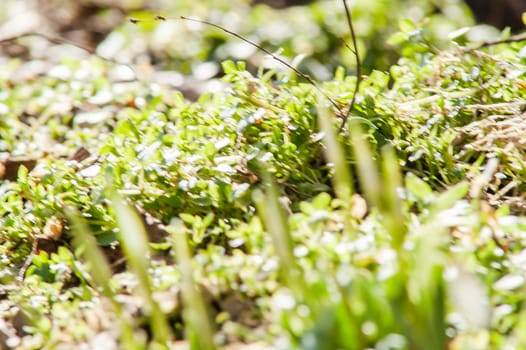 spring flower primrose, snowdrop bud blooming in the sun