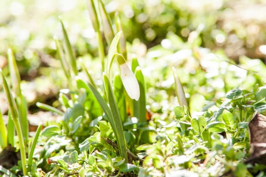 spring flower primrose, snowdrop bud blooming in the sun