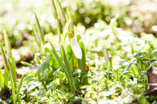 spring flower primrose, snowdrop bud blooming in the sun