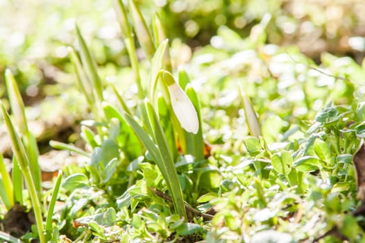 spring flower primrose, snowdrop bud blooming in the sun