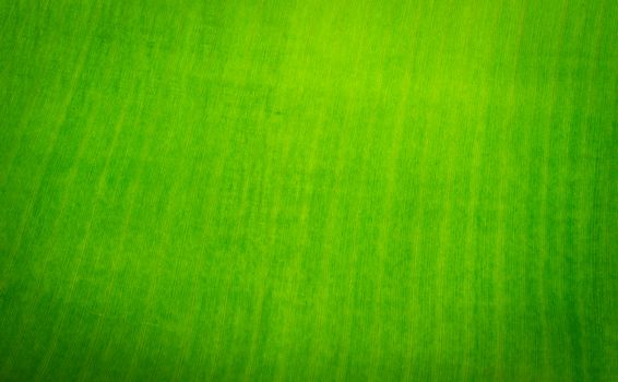 Surface of banana leaves