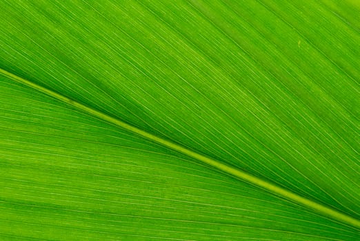 Texture background of backlight fresh green Leaf