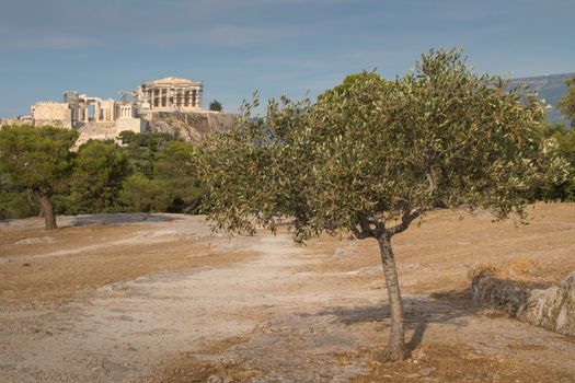 View from a park on the important greek monument: Acropolis, built on the other hill. Olive tree in the foreground. Cloudy early evening sky.