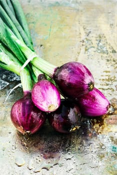 Bunch of ripe onions from the summer harvest