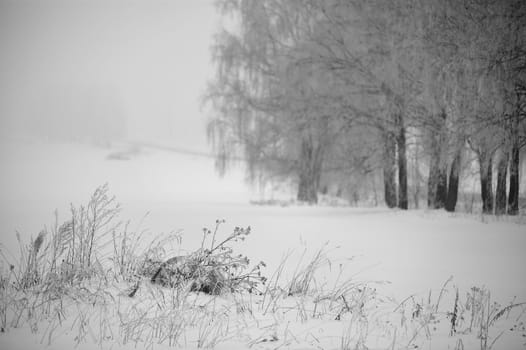 Black and white winter. Birch trees in the fog. Belarus January