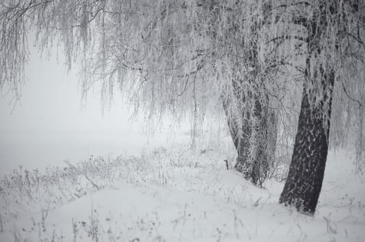 Black and white winter. Birch trees in the fog. Belarus January