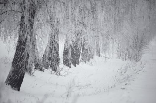 Black and white winter. Birch trees in the fog. Belarus January