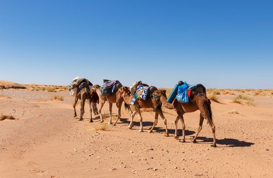 caravan of camels in the Sahara desert in Morocco