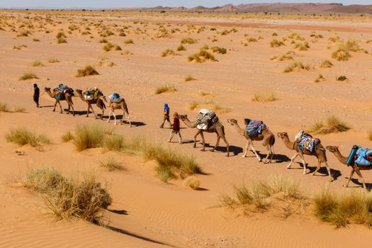 caravan of camels in the Sahara desert in Morocco