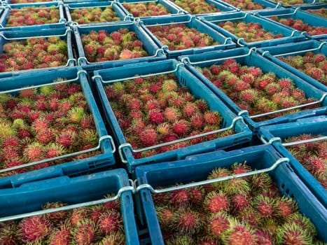 Many Rambutan in baskets at the wholesale market, Thailand.