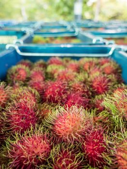 Many Rambutan in baskets at the wholesale market, Thailand.