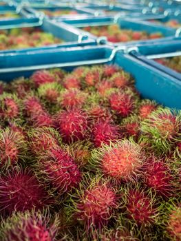 Many Rambutan in baskets at the wholesale market, Thailand.