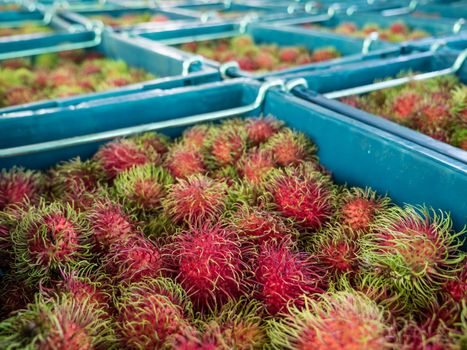 Many Rambutan in baskets at the wholesale market, Thailand.