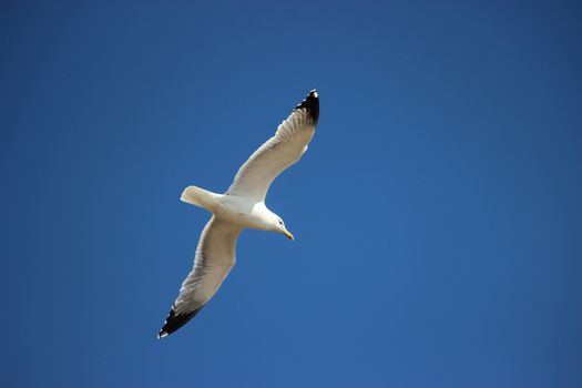 Flying Seagull Bird on Beautiful Sky Background
