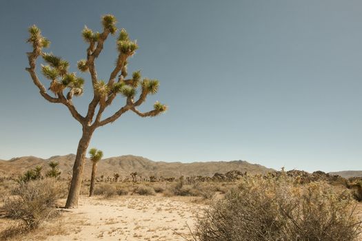 view of the rocks and trees in Joshua tree national park