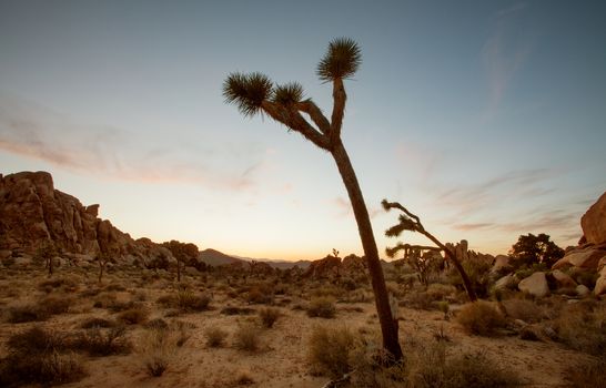 view of the rocks and trees in Joshua tree national park