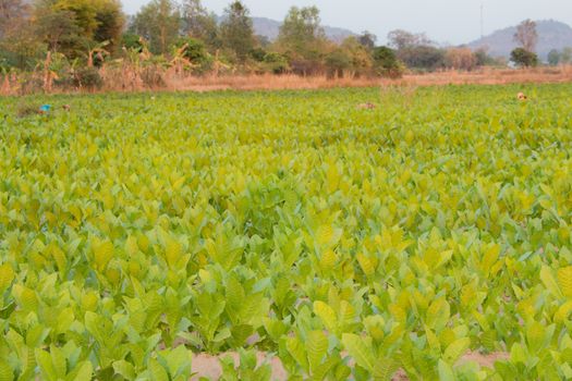 Tobacco farm in Thailand