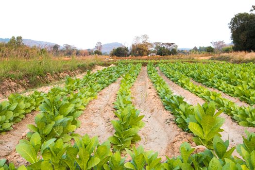 Tobacco farm in Thailand