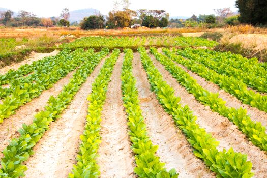 Tobacco farm in Thailand