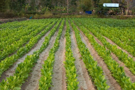 Tobacco farm in Thailand