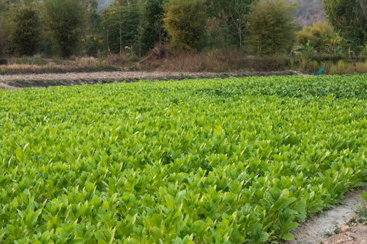 Tobacco farm in Thailand