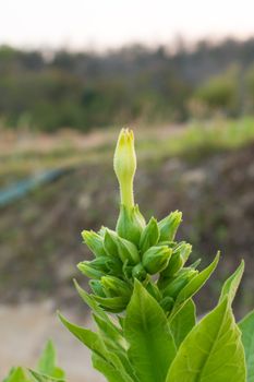 tobacco flower