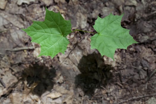 The close-up of a maple sprout in the spring