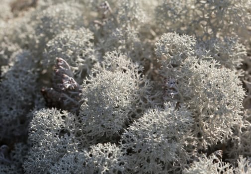 Close-up of reindeer lichen in Russian tundra