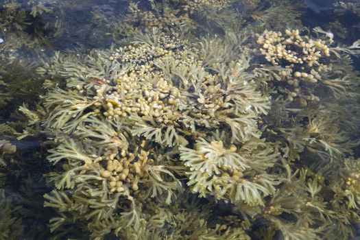 Seaweed of White sea in water, close-up