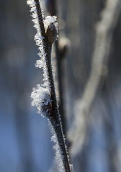 Frosty twig with buds in the early spring, macro shot