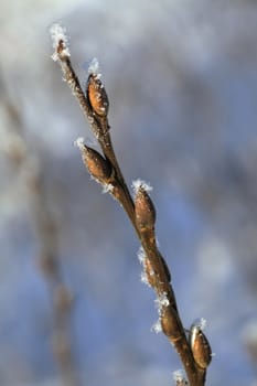 Frosty twig with buds in the early spring, macro shot