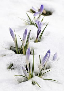 A fresh crocus flower in the snow