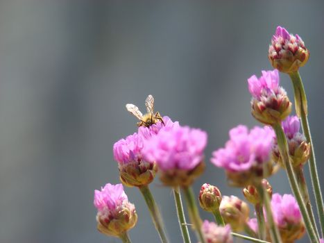 Honey Bee on Pink Mountain Flower Close-up