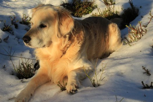 Golden retriever lies in the snow